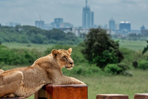 1 Day Nairobi National Park Tour