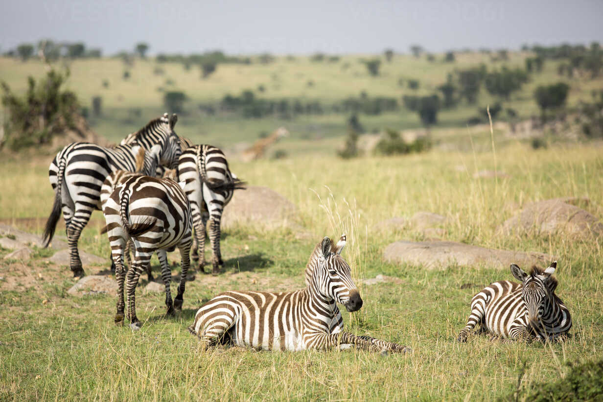 Zebras on field at Serengeti National Park during sunny day