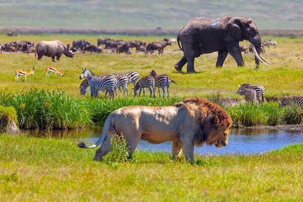 3 Days Masai Mara Safari From Nairobi.