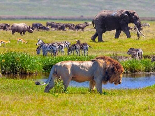 3 Days Masai Mara Safari From Nairobi.