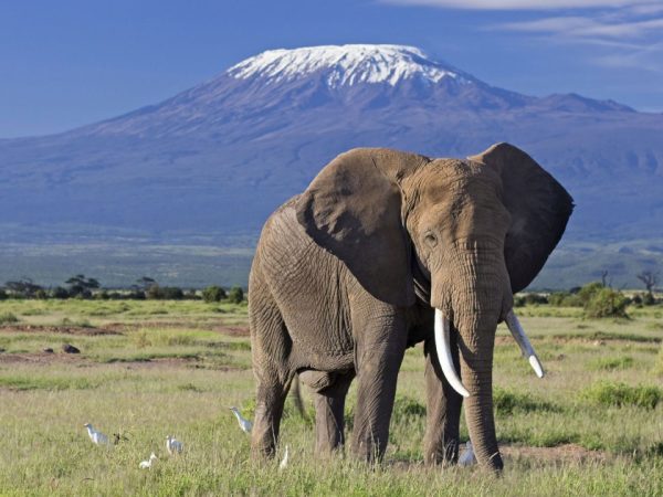 3 Days Amboseli Trip From Nairobi