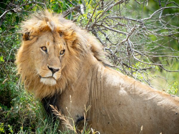 3 Days Serengeti National Park Safari
