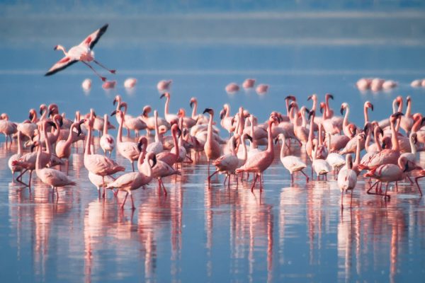 4 Days Lake Manyara Ngorongoro Crater  Serengeti Safari