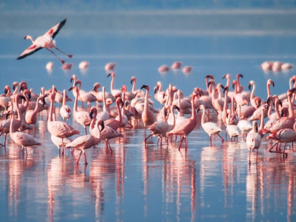 4 Days Lake Manyara Ngorongoro Crater  Serengeti Safari