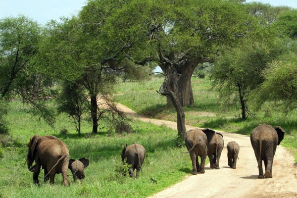 4 Days Tarangire Ngorongoro Crater Lake Manyara Safari