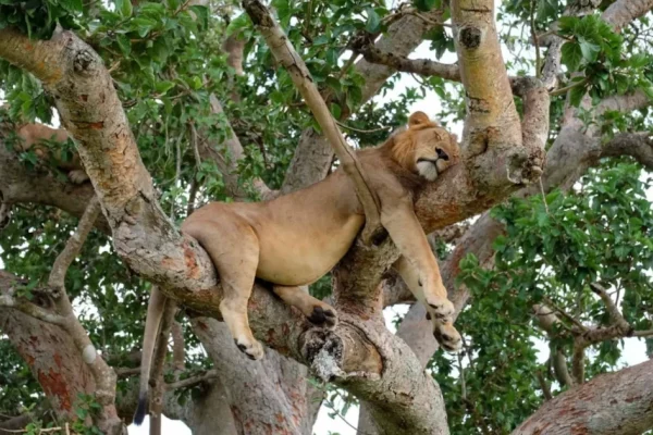 5 Days Lake Manyara Ngorongoro Crater  Serengeti Safari