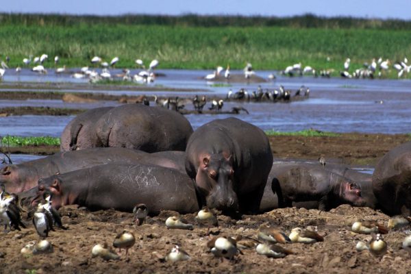 5 Days Lake Manyara Ngorongoro Crater  Tarangire Safari