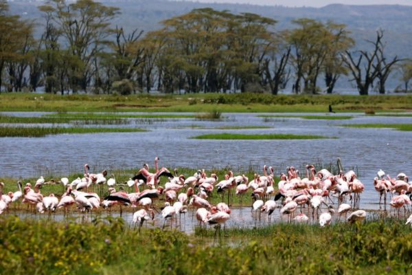5 Days Lake Nakuru, Bogoria, Lake Naivasha, Masai Mara, Nairobi Safari Package