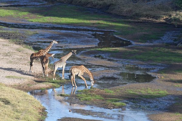 6 Days Best of Tanzania Adventure Safari