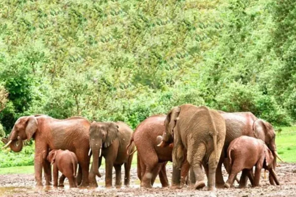 8 Days Aberdares – Samburu -Sweetwaters – Lake Nakuru -Masai Mara Safari