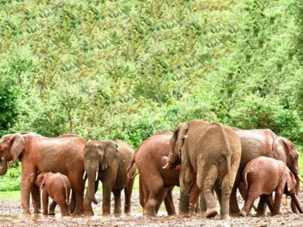 8 Days Aberdares – Samburu -Sweetwaters – Lake Nakuru -Masai Mara Safari