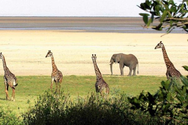 8 Days Lake Manyara- Serengeti – Ngorongoro Safari