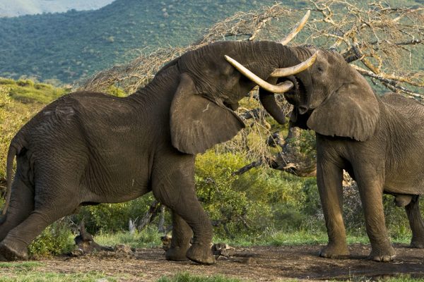 8 Days Lake Nakuru Amboseli Lake Manyara Serengeti Ngorongoro Crater