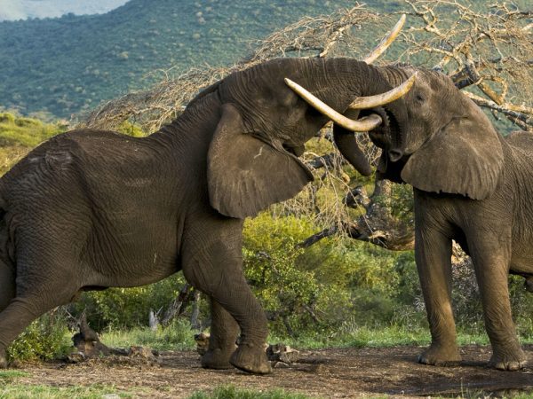 8 Days Lake Nakuru Amboseli Lake Manyara Serengeti Ngorongoro Crater