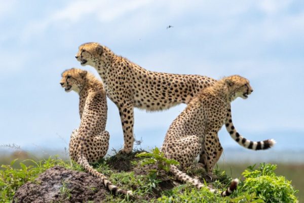 9 Days Masai Mara Lake Nakuru Amboseli Serengeti Ngorongoro Crater Safari