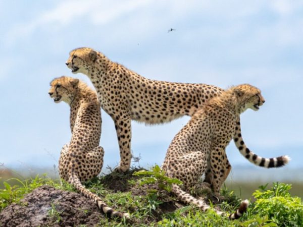 9 Days Masai Mara Lake Nakuru Amboseli Serengeti Ngorongoro Crater Safari