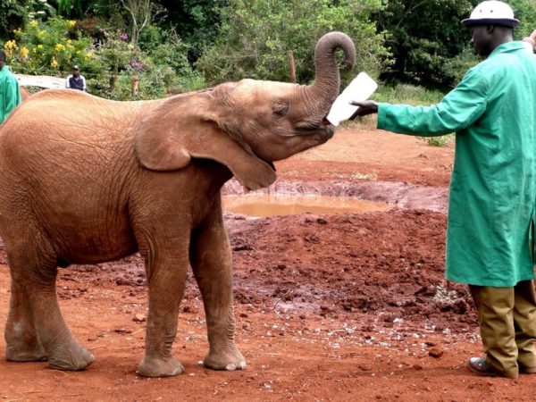 David Sheldrick Elephant Orphanage and Giraffe Center