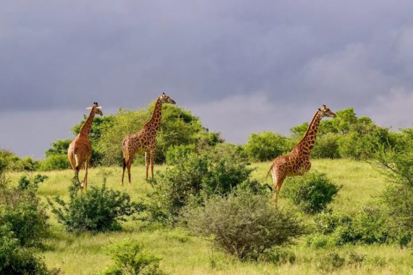 10 Days Tsavo West Tsavo East Taita Hills Amboseli Lake Naivasha Lake Nakuru Masai Mara Safari