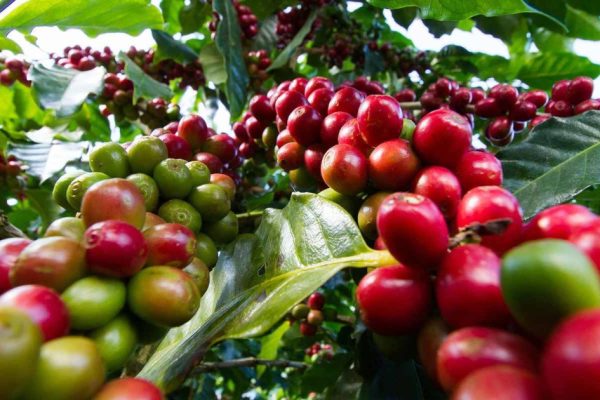 Day Tour to Fairview Coffee Farm in Nairobi with Pickup